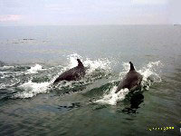 Constanta delfinek